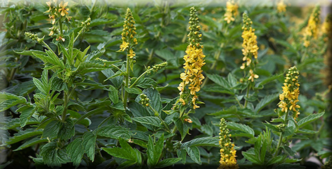 TERAPIAS FLORALES