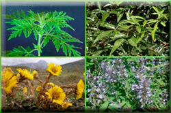 PARAPHARMACY - MEDICINAL PLANTS AND HERBS