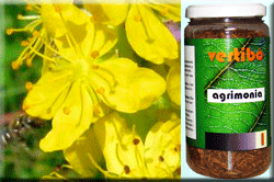 Vertib 01 Agrimony