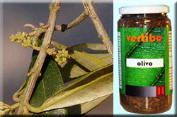 Vertib 11 Olive